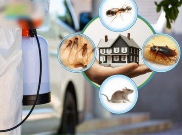 CTY tại Q12 tuyển 10 nam LĐPT kiểm soát côn trùng 