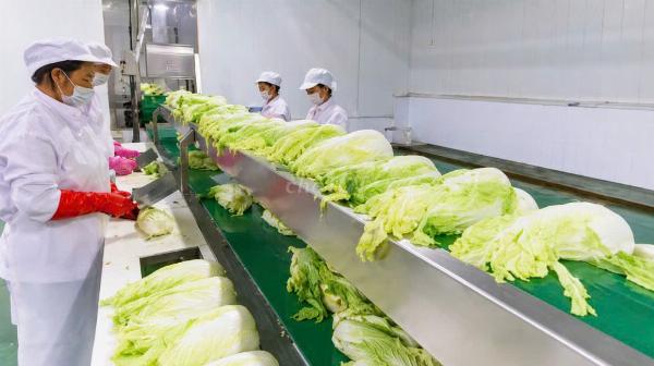 Tuyển NV sơ chế, đóng gói kim chi làm ở Tứ Minh, Hải Dương
