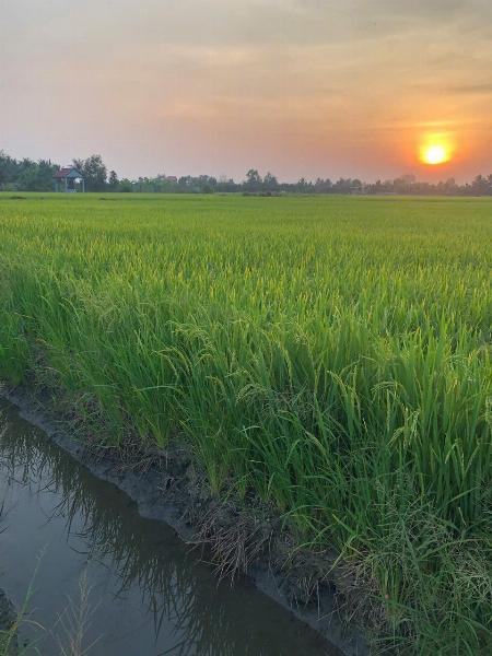 Bán đất nông nghiệp 5311m2 tại đường Bà Miêu, Tân Nhựt, Bình Chánh